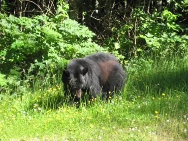 Schwarzbär in den Rockies