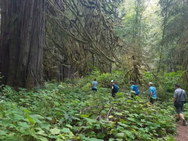 Regenwald auf Vancouver Island