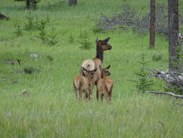 Wapiti Familie