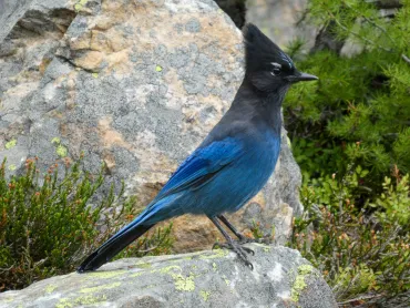 Steller's Jay