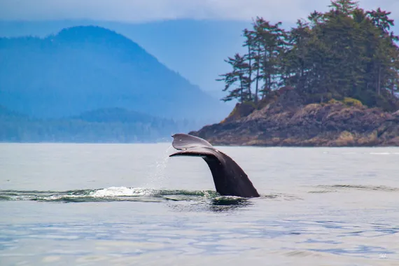 Tofino, Vancouver island, wal beobachten Kanada