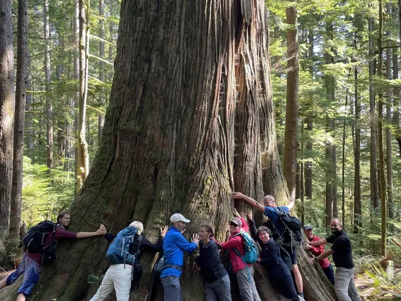 giant tree, Vancouver Island
