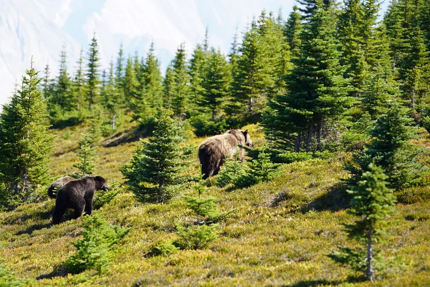 Mother grizzly on Jasper hike