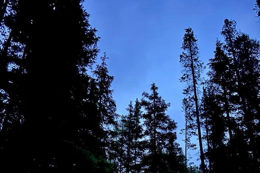 Glowing tent in the forest
